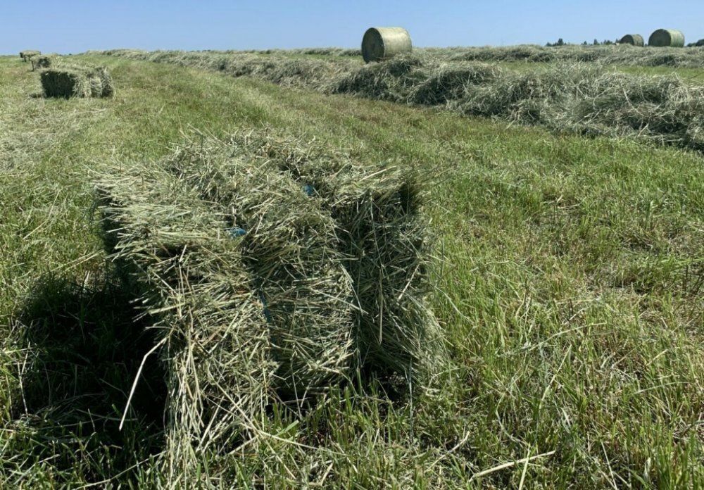 Луговое сено в тюках 20 шт   и Московской области